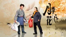 月季花开